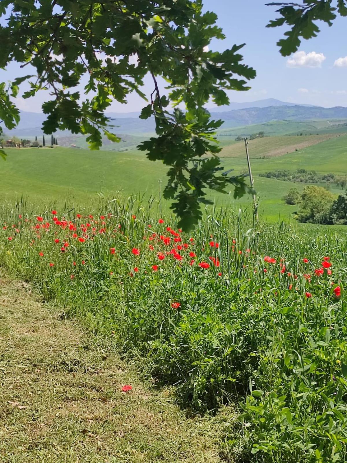 Agriturismo Il Pozzo Castiglione dʼOrcia Екстериор снимка